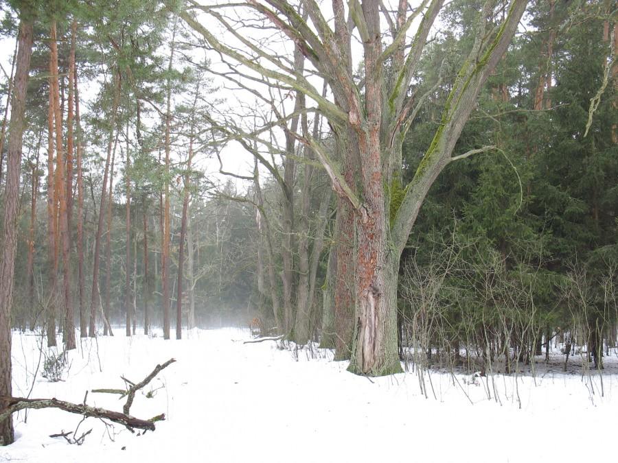 Dęby przy Wierszowskiej Drodze