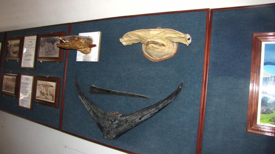 Muzeum