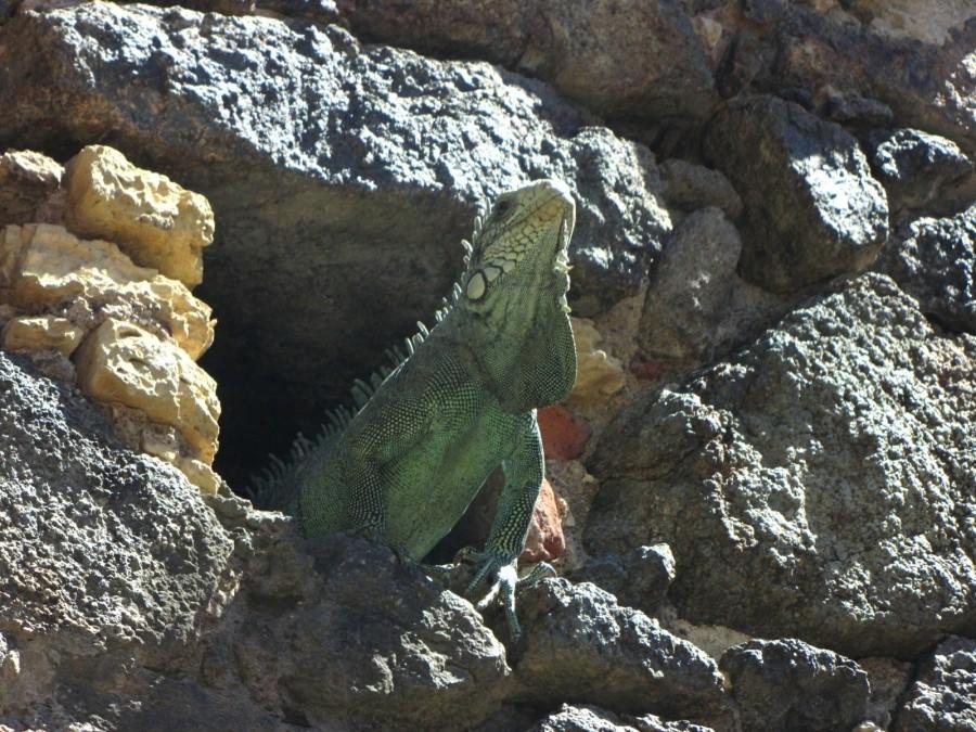 Iguana - jedna z wielu jaszczurek w Fort Napoléon des Saintes