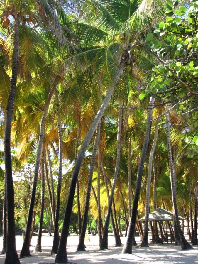 Plaża w Les Saintes