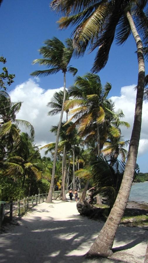 Palmy na plaży w St. Anne