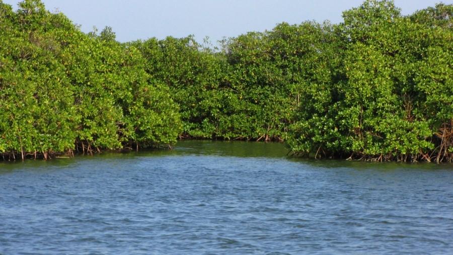 Mangroves - Namorzyny, wiecznie zielone lasy