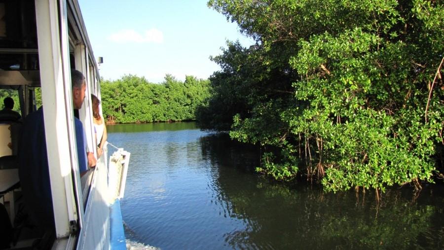 Mangroves – Namorzyny, wiecznie zielone lasy
