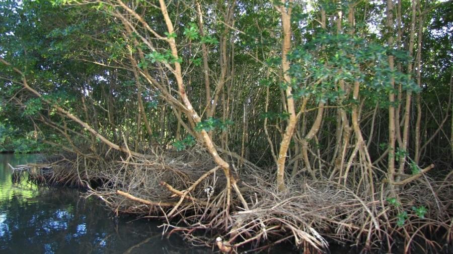 Mangroves – Namorzyny, wiecznie zielone lasy
