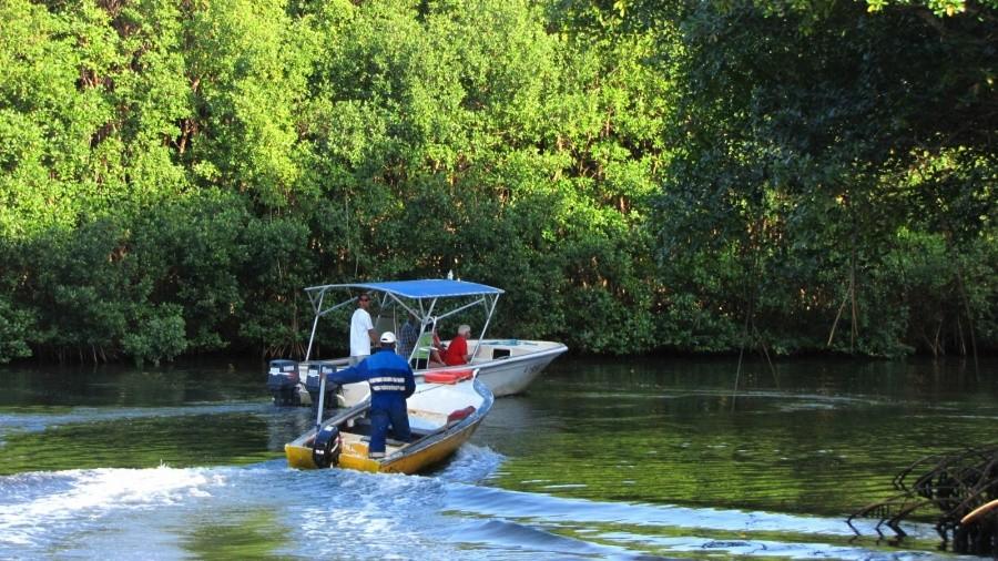 Mangroves – Namorzyny, wiecznie zielone lasy