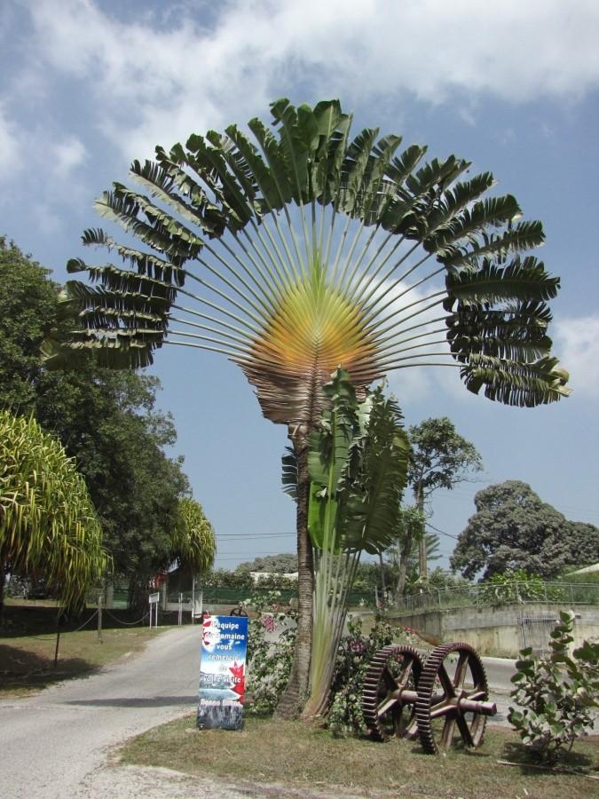 Destylernia Le Domaine de Séverin na Basse-Terre