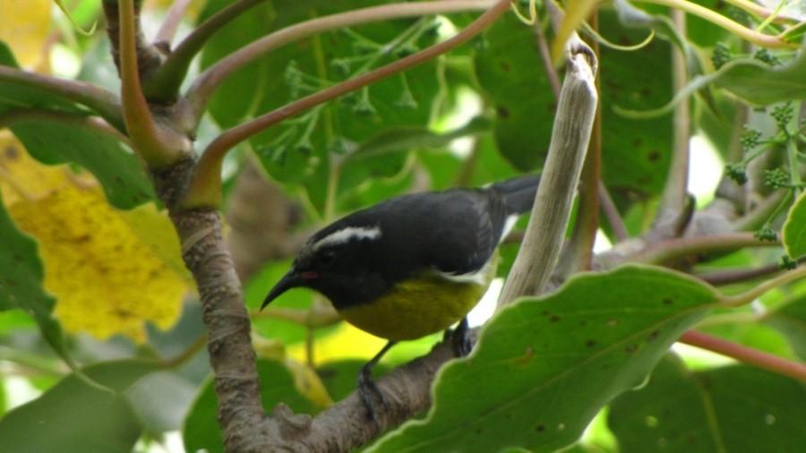 Flora i fauna nawulkanie La Soufrière, Basse-Terre, Gwadelupa