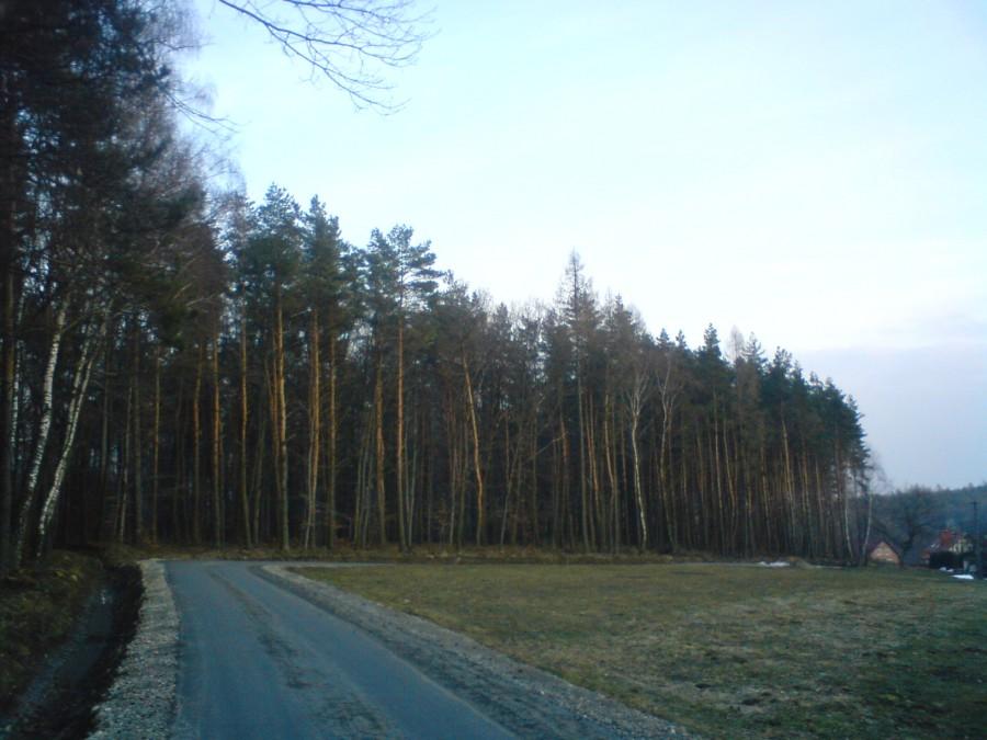 Wzdłuż lasu