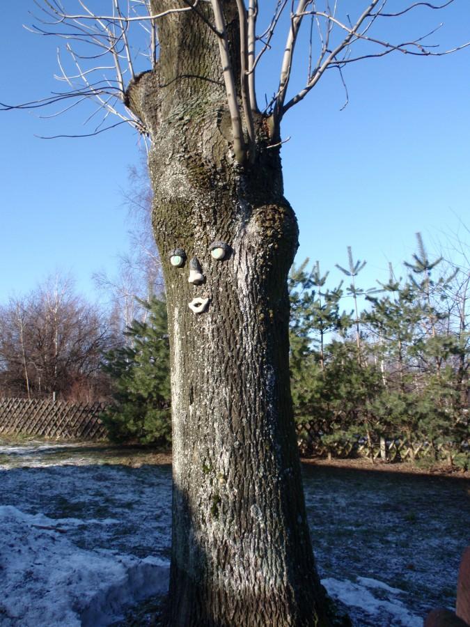 Drzewolud