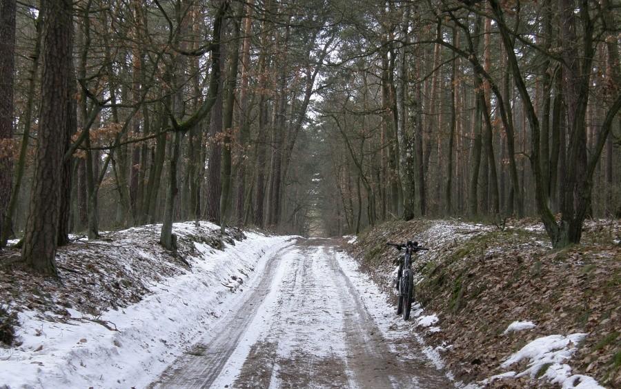 Spokojna, leśna szosa