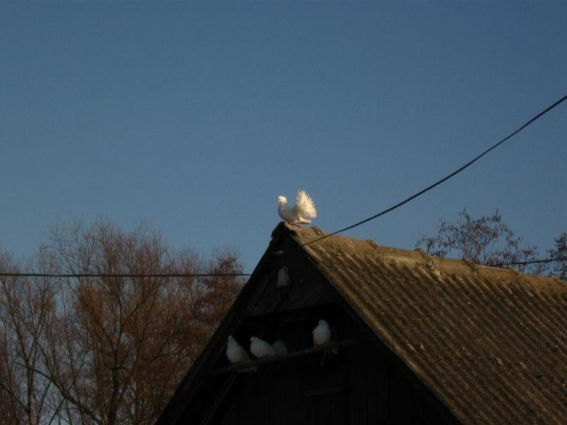 Gołąbki :)