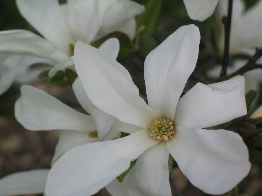 MAGNOLIA