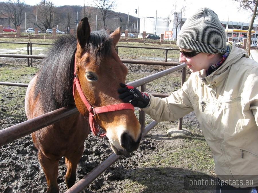 Konik