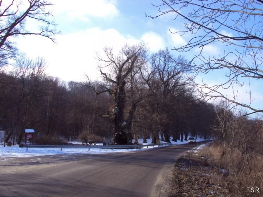 Kadyny - Dąb Bażyńskiego.