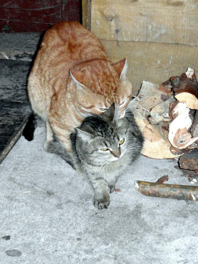 Wiosna