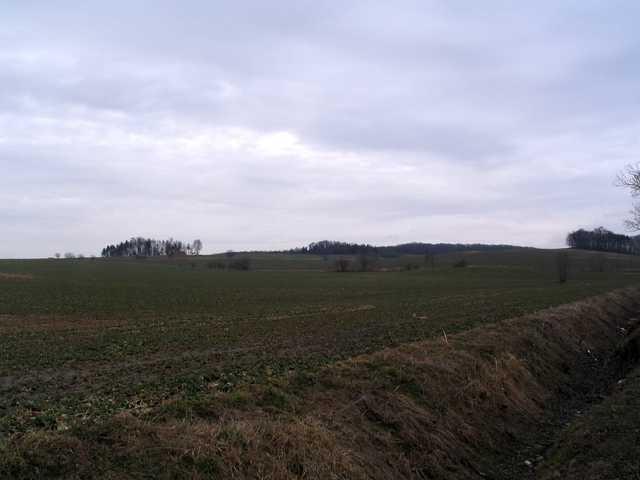 Reptowskie pola