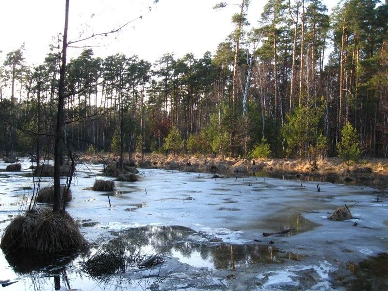 Oczko wodne pełne.