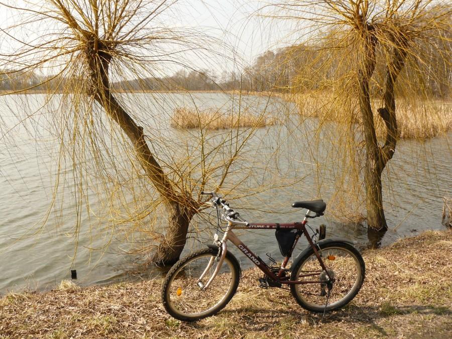Wierzby nad wodą :)