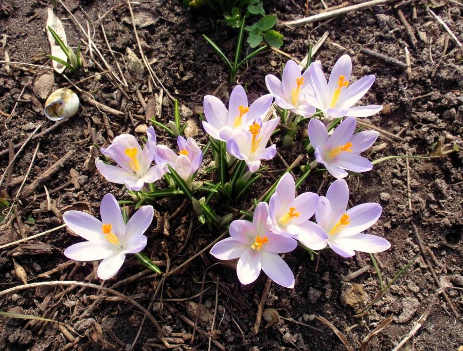 Krokusy ogrodowe