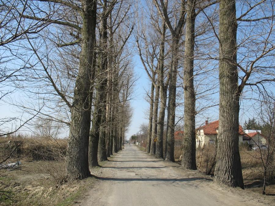 Michałowice - aleja topolowa