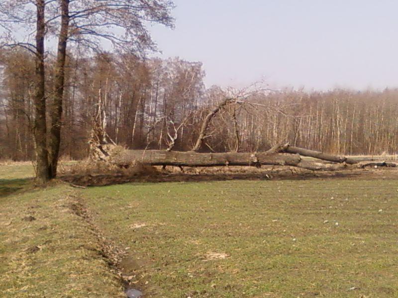 Powalona topola