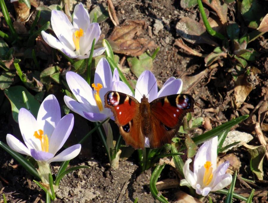 Motyl na krokusie
