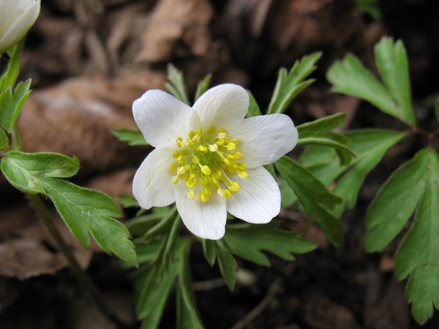Zawilec gajowy