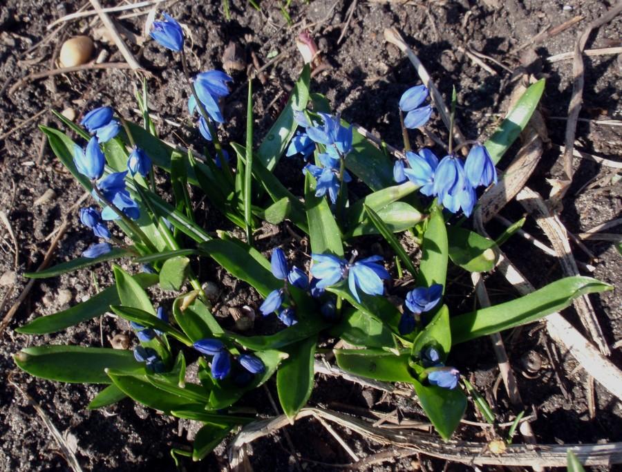 Cebulice