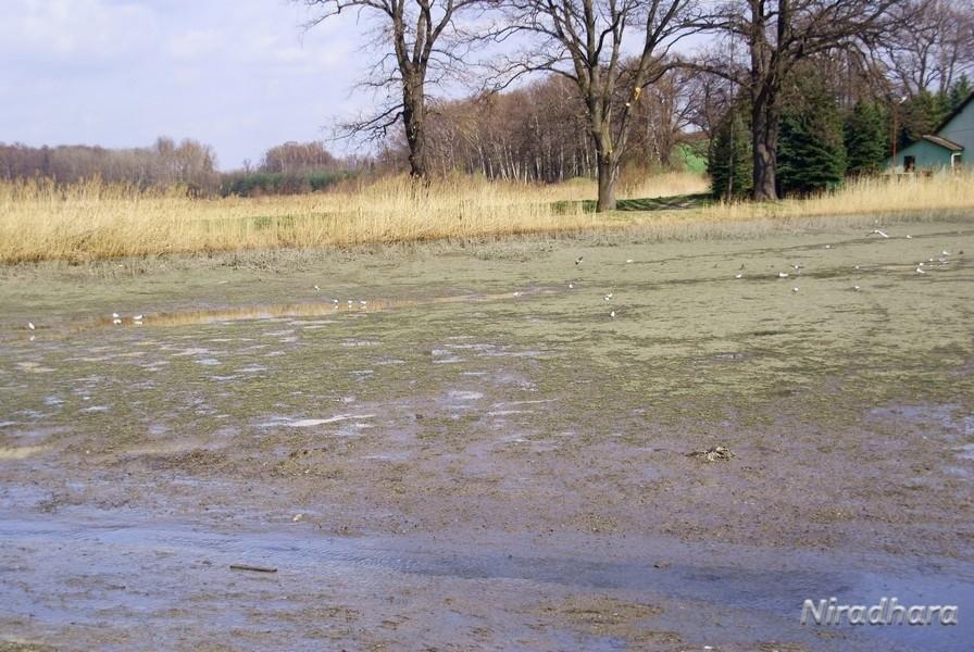 pusty staw