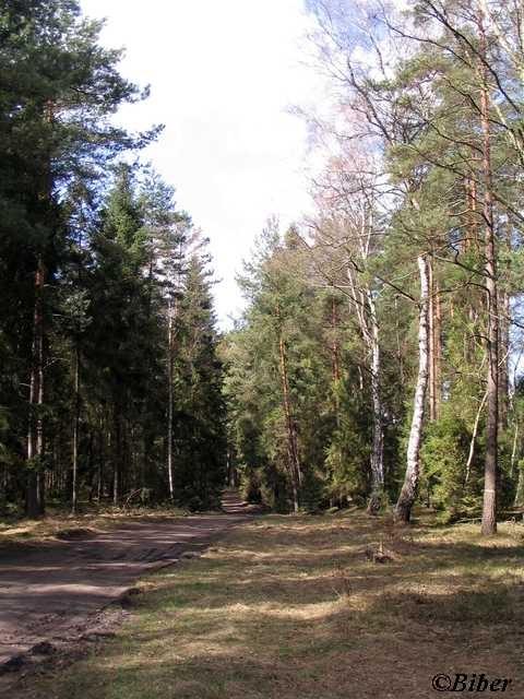 Las w okolicy Bruśka