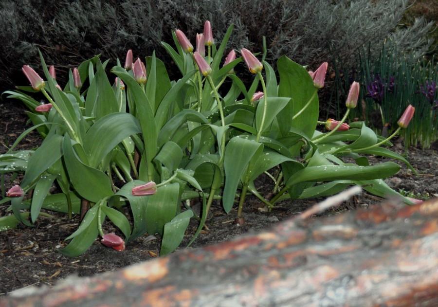 Tulipany