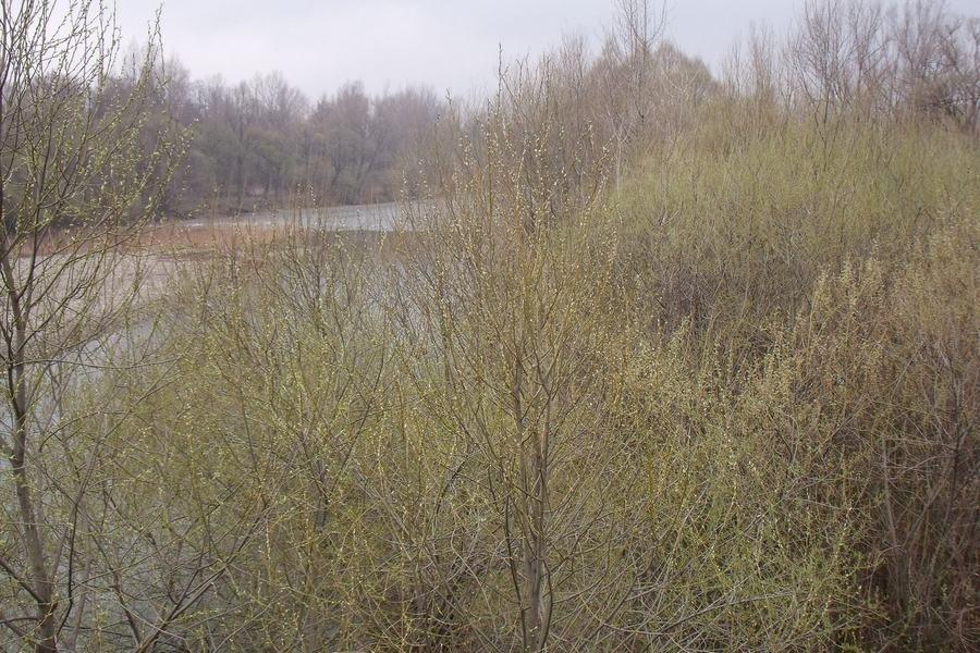 Nad Sołą krzaczory robią się zielone