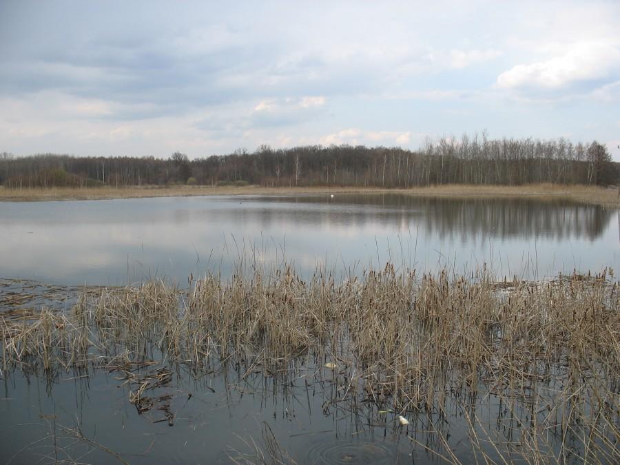 Staw w Zboiskach