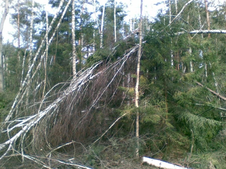 Połamane drzewa