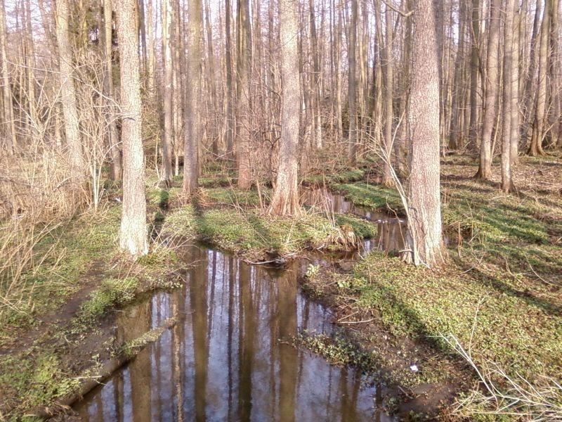 Zielenieje