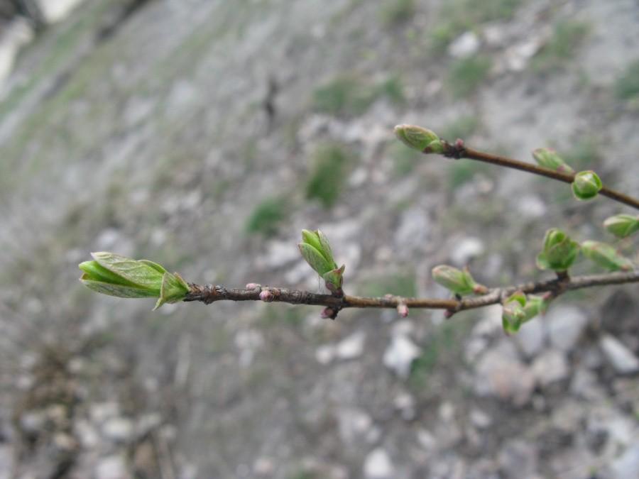 Wiosna