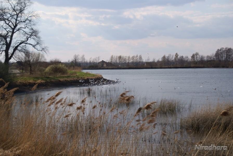 widziane zza trzcin