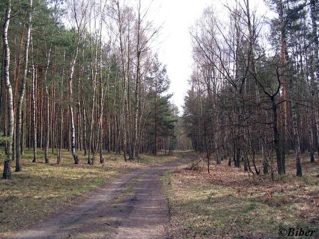 Leśna droga