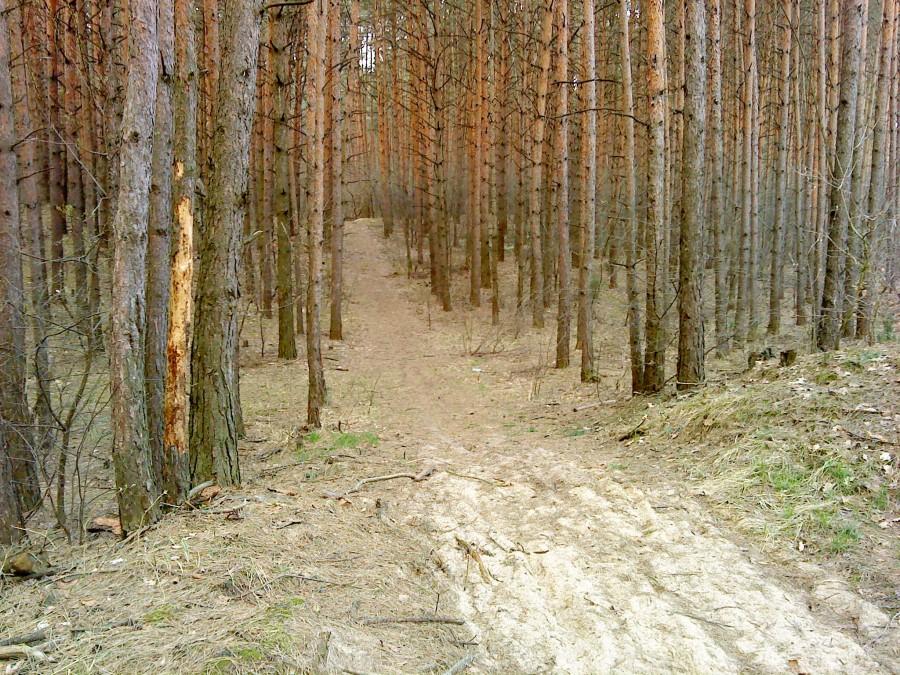 ścieżka rowerowa pomiędzy Skowieszynem a Osiedlem na Kolejowej, prowadząca na moje osiedle Włostowice