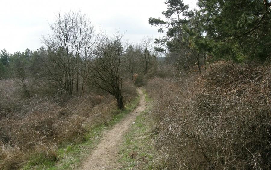 Singletrack na Dziewiczej Górze