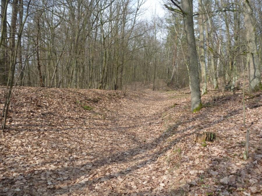 Kampinos - czerwony szlak