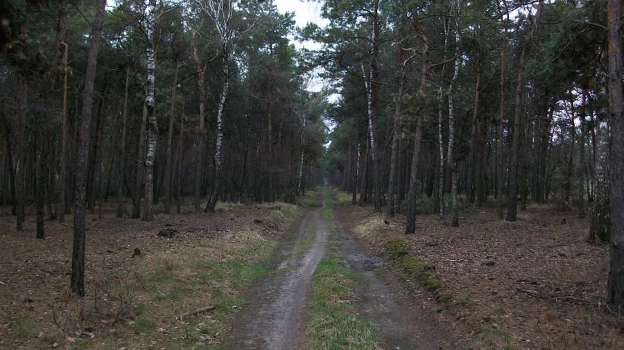 Ścieżka wzdłuż torów do Gołębia