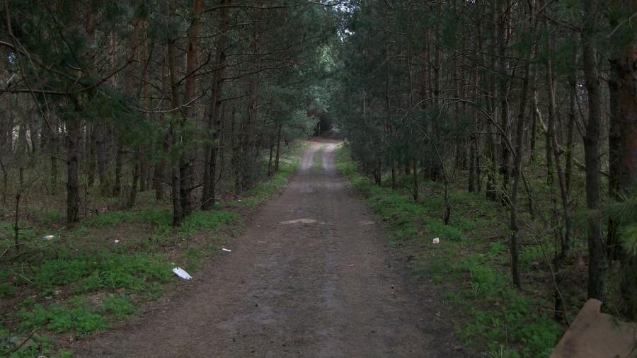 Leśna ścieżka