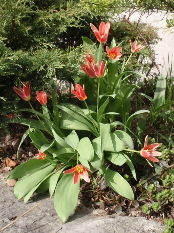 Tulipany