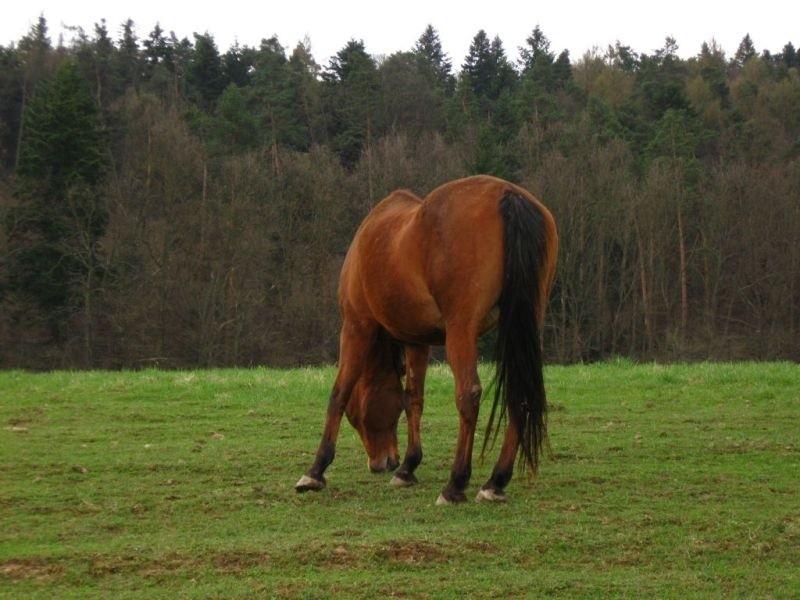 Konik :)