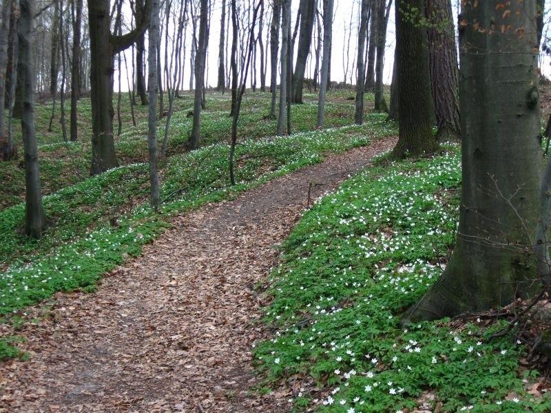 Lasy nabrały kolorów.