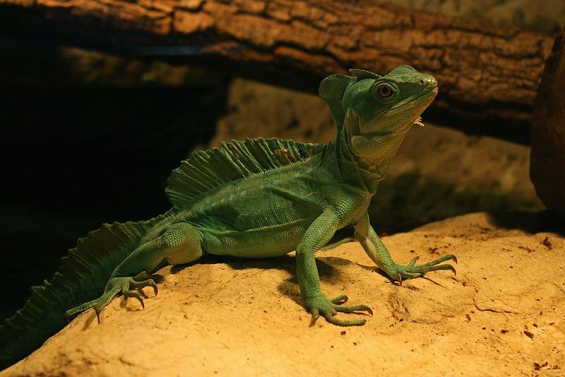 Kolega tyranozaura