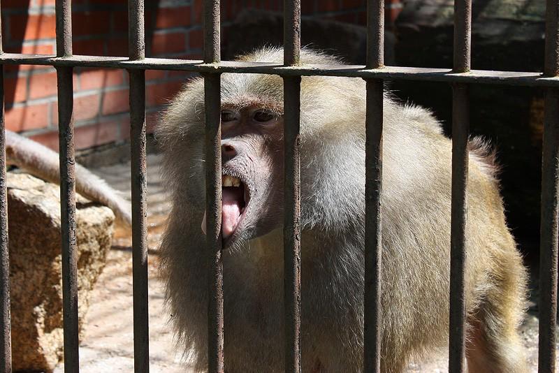 Pawian