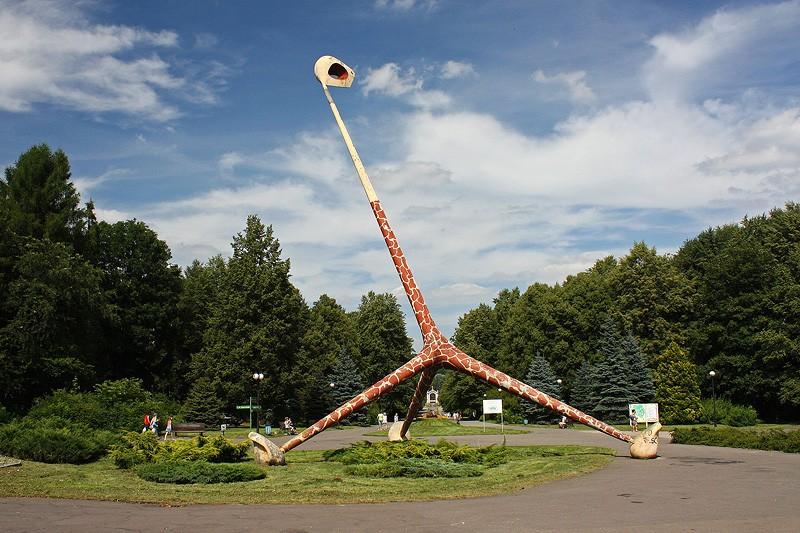 Żyrafa