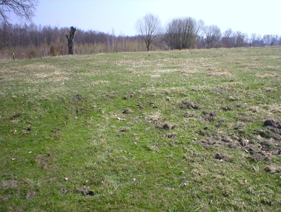 POLE PRZED STARYM MONASTERZYSKIEM